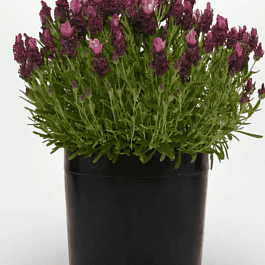 Лаванда стэхадская Bandera 2.0 Deep Rose