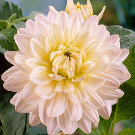 Георгина Декоративная Дайанас Мемори