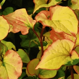 Хауттюйния сердцевидная Jokers Gold