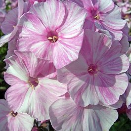 Флокс метельчатый Пикассо