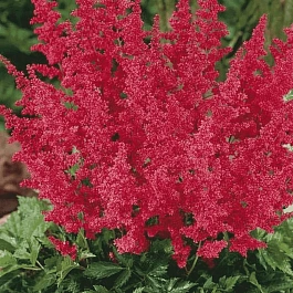 Астильба японская Montgomery