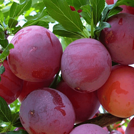 Алыча гибридная Найдена