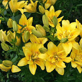 Лилия азиатская махровая Сандью НАБОР 2ШТ (2+2) Лилия азиатская махровая Сандью НАБОР 2ШТ (2+2)