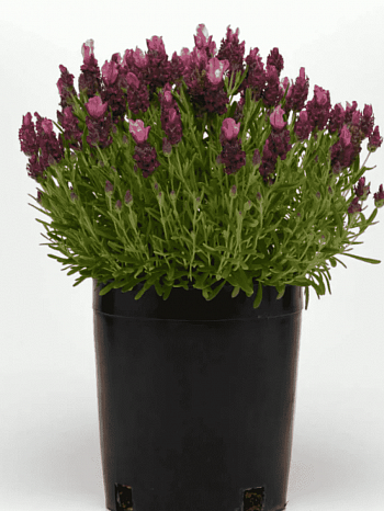 Лаванда стэхадская Bandera 2.0 Deep Rose