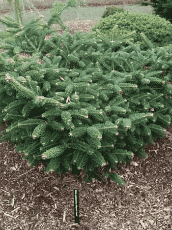 Пихта греческая Meyer's Dwarf