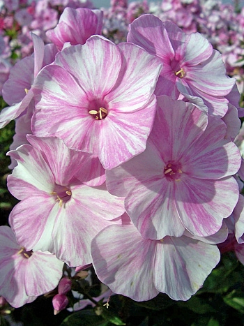 Флокс метельчатый Пикассо Флокс метельчатый Пикассо