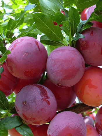 Алыча гибридная Найдена