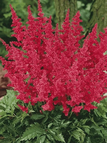 Астильба японская Montgomery