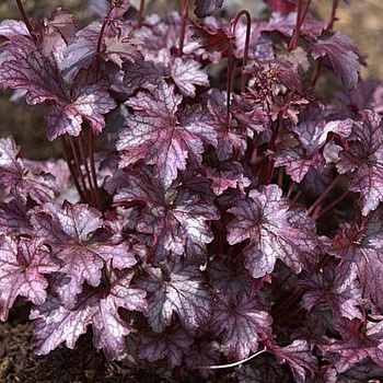 Гейхера гибридная Блэкберри Джем