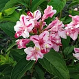 Вейгела цветущая Розеа Вейгела цветущая Розеа