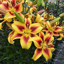 Лилия ОА-гибрид Вива ла Вида