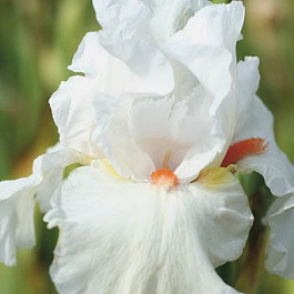 Ирис бородатый Саммер Лакшери