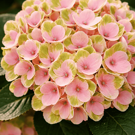 Гортензия крупнолистная Magical Crystal