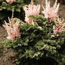Астильба китайская Wedding Cake
