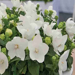 Платикодон Pop Star White