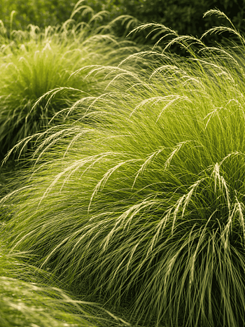 Овсяница Мэра