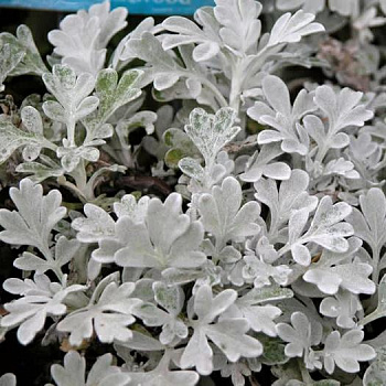 Полынь Стеллера Silver brocade