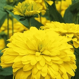 Рудбекия рассеченная Goldquelle