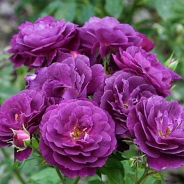 Роза флорибунда Purple Eden