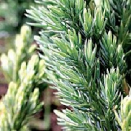 Можжевельник средний Сайбрук Голд Можжевельник средний Сайбрук Голд