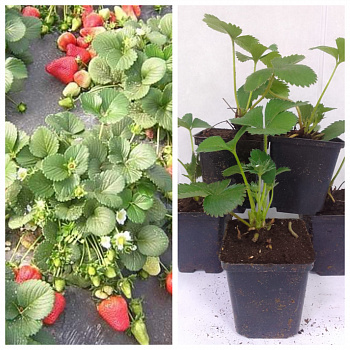 Земляника садовая Лорд НАБОР 5ШТ