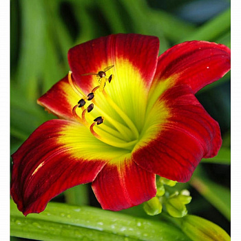 Лилейник гибридный Кристмас Из