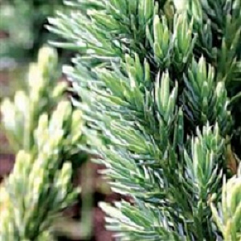 Можжевельник средний Сайбрук Голд