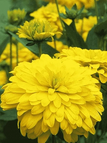 Рудбекия рассеченная Goldquelle