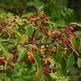 Яблоня декоративная Зибольда (Торинго) Яблоня декоративная Зибольда (Торинго)