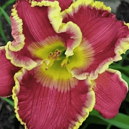 Лилейник Cape Breton