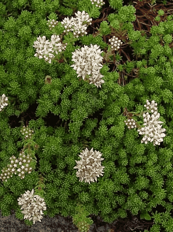 Очиток лидийский