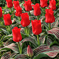 Тюльпан ботанический Red Riding Hood