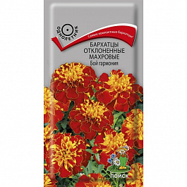 Бархатцы отклоненные махровые Бой гармония