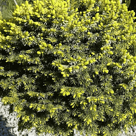 Ель сербская Peve Tijn