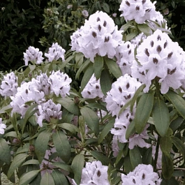 Рододендрон гибридный Calsap