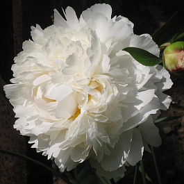 Пион травянистый Боул ов Крим