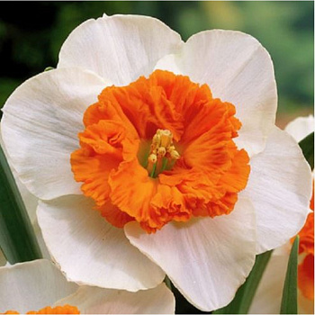 Нарцисс крупнокорончатый Чардаш