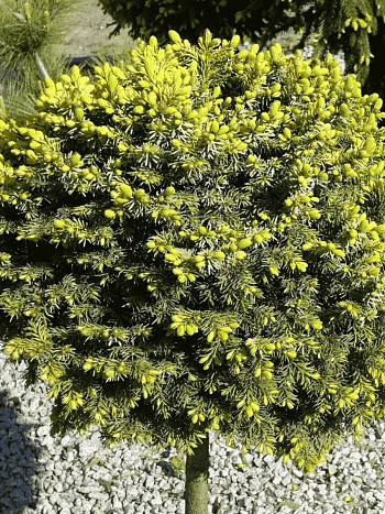 Ель сербская Peve Tijn