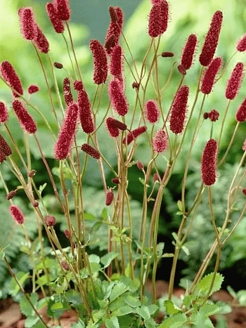 Кровохлебка лекарственная Tanna