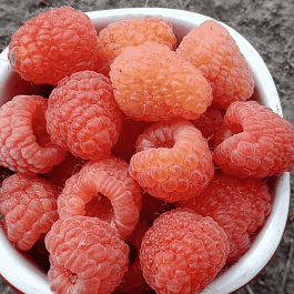 Малина обыкновенная Double Gold