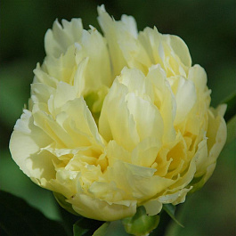 Пион травянистый Голд Майн