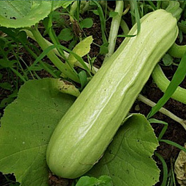 Кабачок Казанова