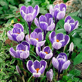 Крокус крупноцветковый Кинг ов Страйпт
