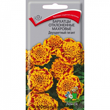 Бархатцы отклоненные махровые Двухцветный гигант
