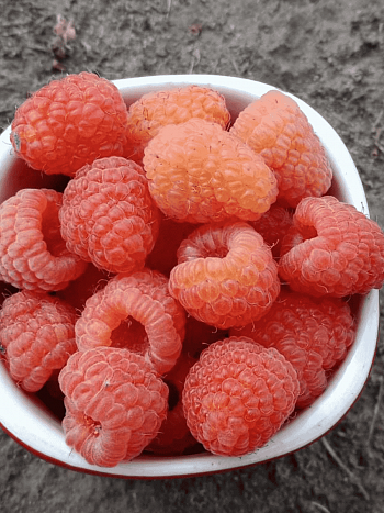 Малина обыкновенная Double Gold