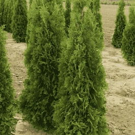 Туя западная Joska