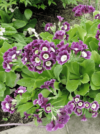 Примула ушковая