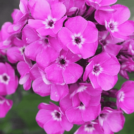 Флокс метельчатый Свит Вильям