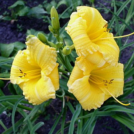 Лилейник гибридный Техас Санлайт