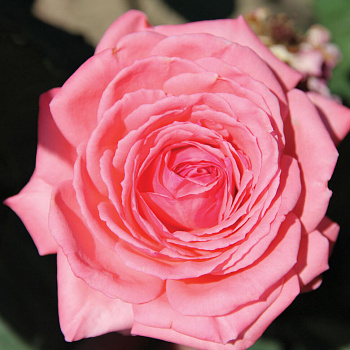 Роза плетистая Клайминг Америка